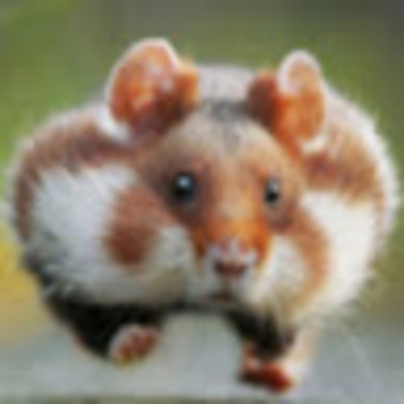 Meet your Posher, Caleb - Picture 1 of 1